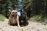 BOULEDOGUE FRANCAIS 064